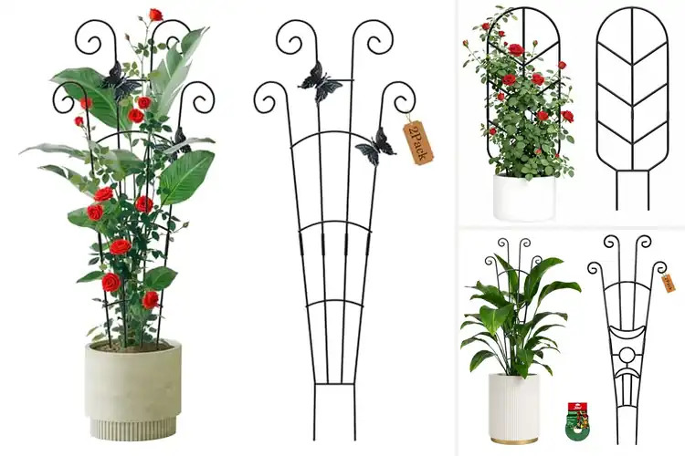 Detailed view of Best Climbing Plant Trellises