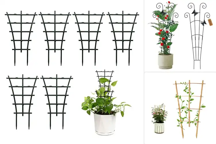 Detailed view of Best Houseplant Trellises