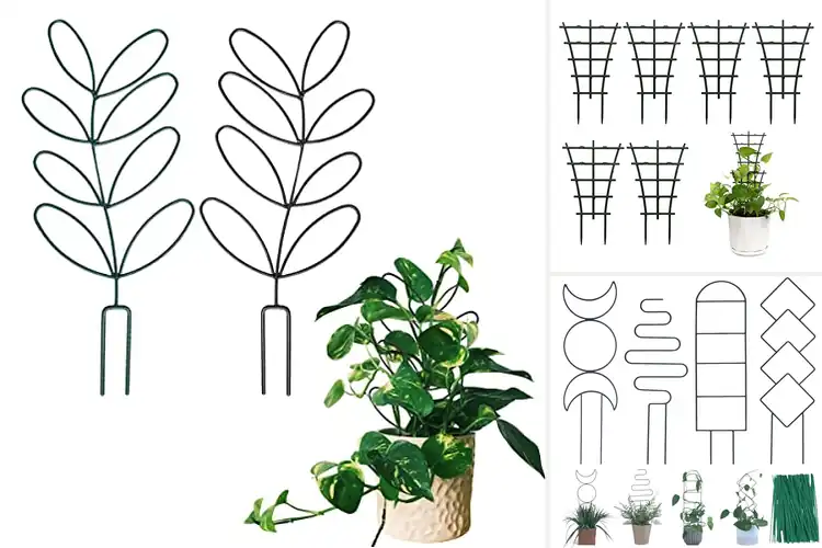 Detailed view of Best Indoor Plant Trellises