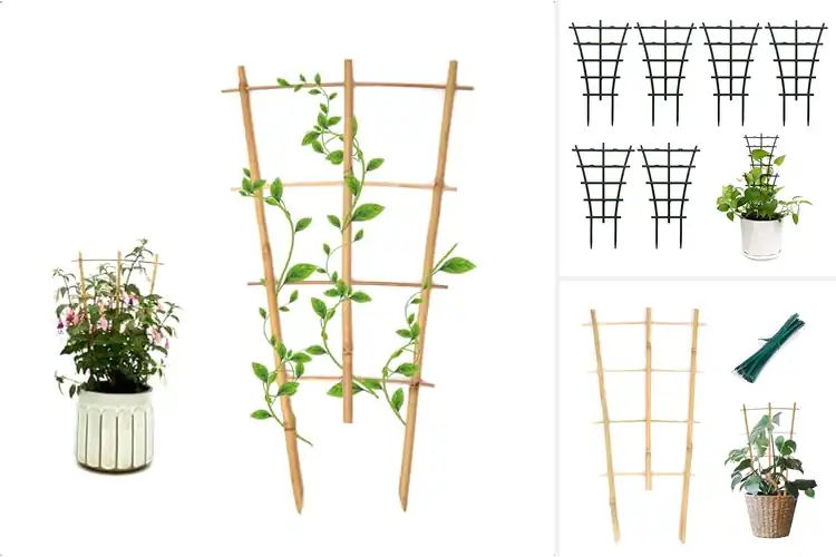 Detailed view of Best Potted Plant Trellises
