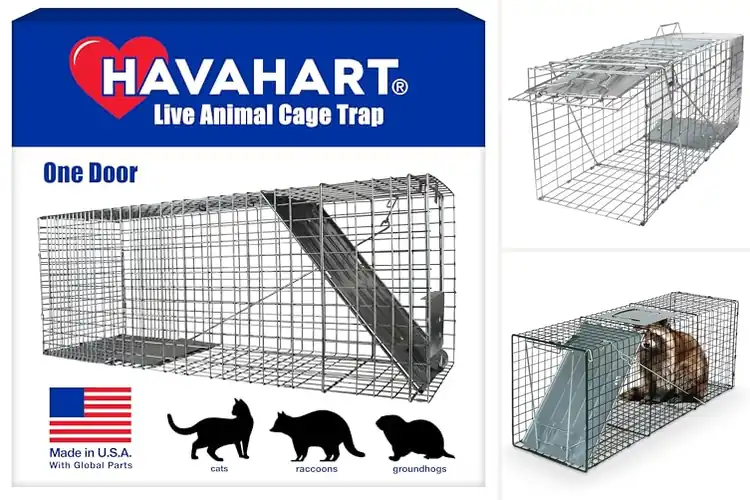 Detailed view of Best Raccoon Traps