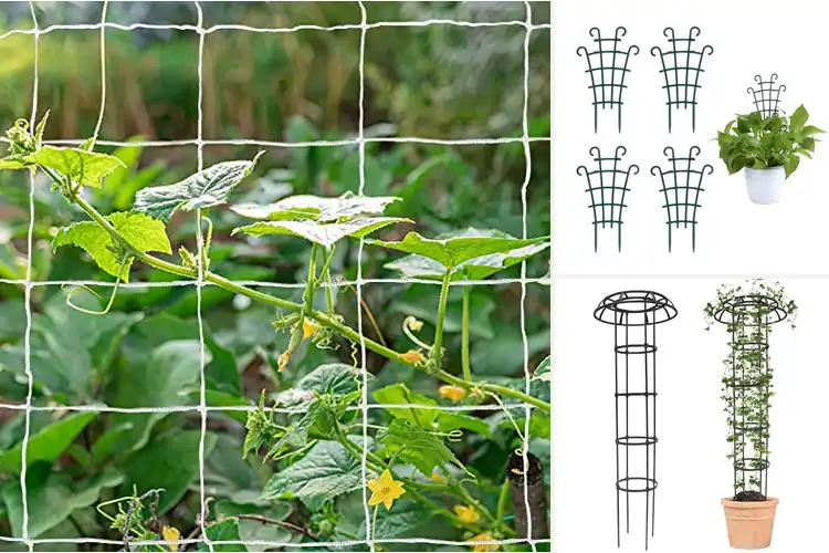 Detailed view of Best Vine Support Trellises
