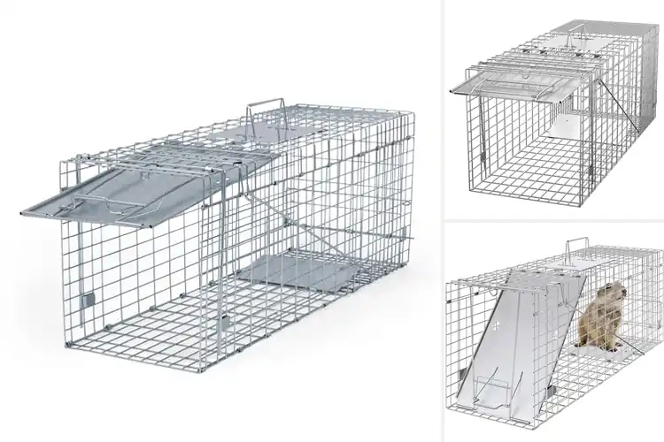 Detailed view of Best Woodchuck Traps